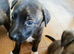 Staffie x kc German shepard