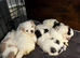 Chi-chon puppies