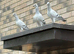 Healthy pigeons &pound;80