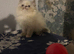 Male persians reduced to £325 each or £600 for both
