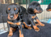 ABSOLUTELY STUNNING DOBERMAN PUPPIES FOR SALE