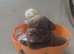 Stunning DWKC Registered English Bulldog Puppies – Ready October