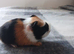 Bunch of guinea pigs