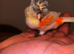 Coloured canaries