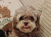 Toy shipoo pups