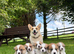 Pembrokeshire corgi puppies
