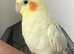 Hand reared/tamed cockatiels