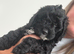 F1 Male Cockapoo