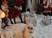 Rubi &ndash; Beautiful Persian Cat for Sale