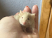Fancy mouse: fluffy cream boy