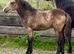 Top Class Golden Dun Connemara Filly