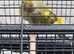 Beautiful baby ringneck talking parrot