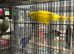 Luton female budgie