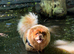 Beautiful 9 month old chocolate sable chow chow