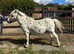 Spots looking for he’s new home