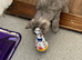 Chinchilla Persian Kitten