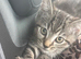 british shorthair x kittens