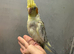 £250 each hand reared baby cockatiels available