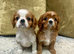 KC reg Champion Bloodline Cavalier King Charles Spaniel Puppies