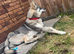 Husky cross gsd