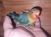 Fisher male love bird