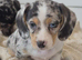 Stunning puppies looking for their new home