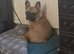3 year old French bulldog