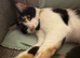 Cat for rehoming