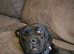 Frenchie cross labrador