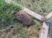 Guinea pigs for sale