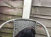 Patterdale terrier puppy