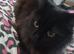 Kittens for sale