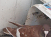 Racing mulumans chick's given white tail