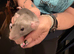 Adorable baby dumbo rats