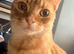 Ginger neutered male age 2