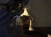 Male tuxedo playful cat