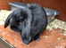 Gorgeous Pure Bred Mini Lop Rabbits - Only 1 left.