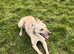 whippet x collie