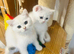 Beautiful kittens looking for Love