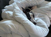 Whippet re home