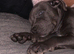 Cane corso x Staffordshire