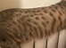 Bengal cat (female)