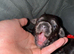 6 beautiful long haired dachsunds