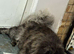 Blue Merle Chowchow siblings