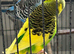 Pair of budgies