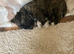 Westie cross Cairn terrier male puppies