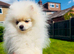 Puppy for sale asap