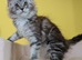 TICA Registered Maine Coon Kittens