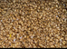 Wanted Unwanted Birds & Parrots &ndash; We Care & Rehome&rdquo;