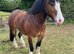 STUNNING COB!